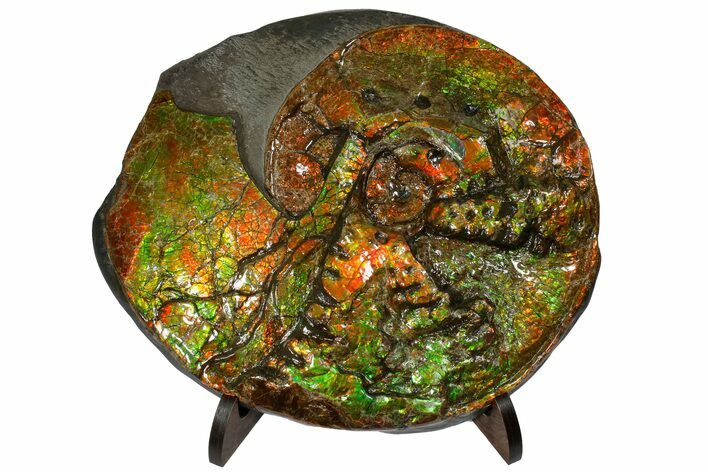 Spectacular Ammonite (Ammolite) With Mosasaur Bite Marks! #181081